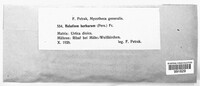 Calycina herbarum image